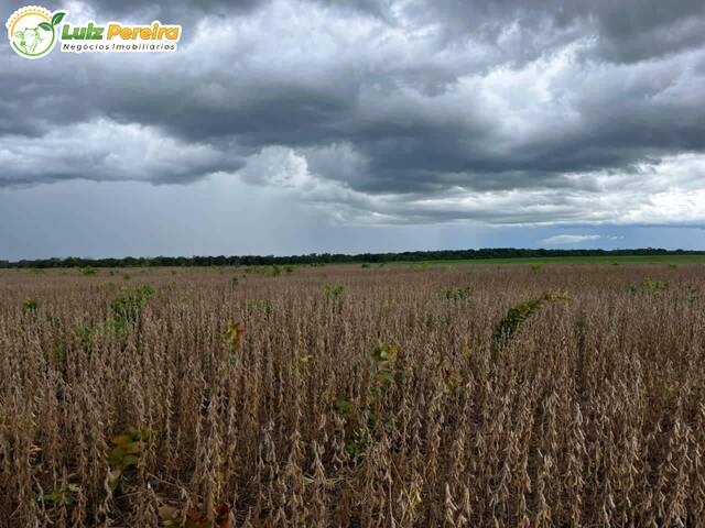 Fazenda para Venda em Goiatins - 5