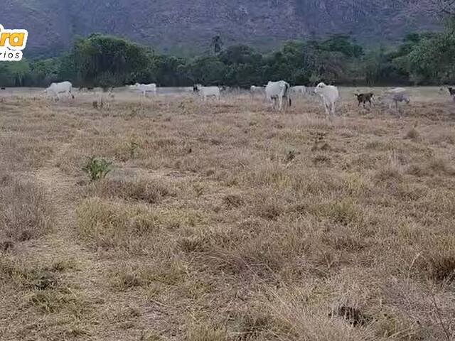 #3159 - Fazenda para Venda em Natividade - TO - 2