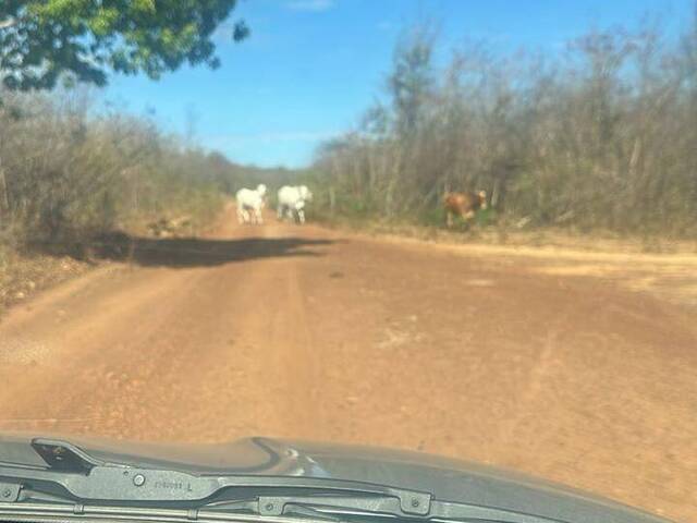 #3167 - Fazenda para Venda em Benedito Leite - MA - 3