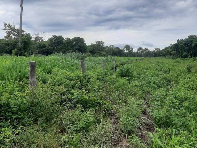 #3177 - Fazenda para Venda em Poconé - MT - 3