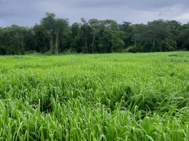 Fazenda para Venda em Poconé - 4