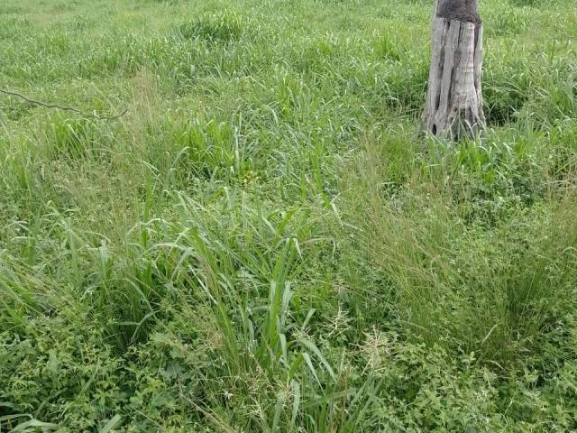 #3181 - Fazenda para Venda em Pacajá - PA - 3