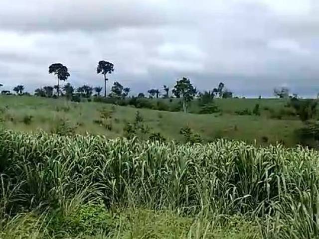 #3181 - Fazenda para Venda em Pacajá - PA - 1