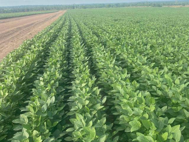 #3185 - Fazenda para Venda em Xinguara - PA - 2