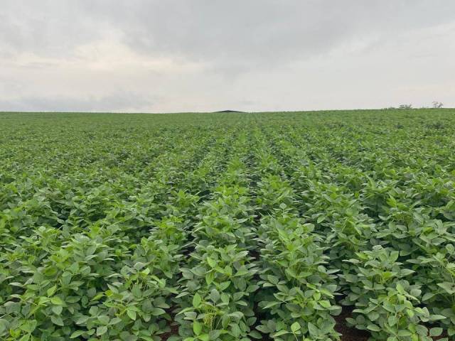 #3185 - Fazenda para Venda em Xinguara - PA - 1