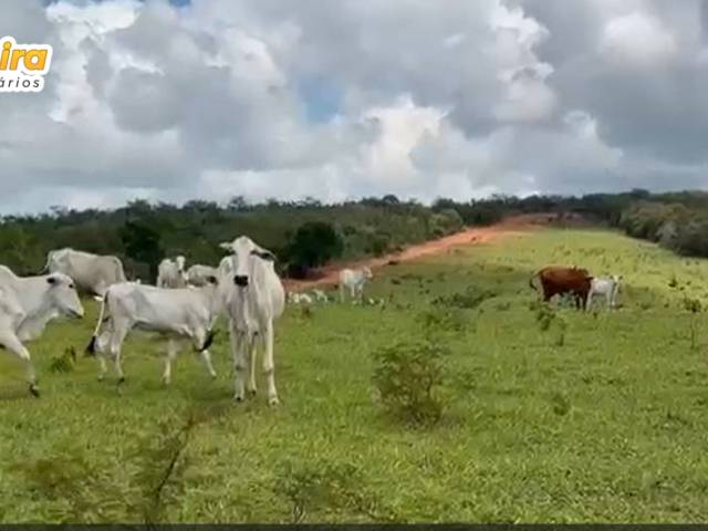Fazenda para Venda em Mineiros - 4