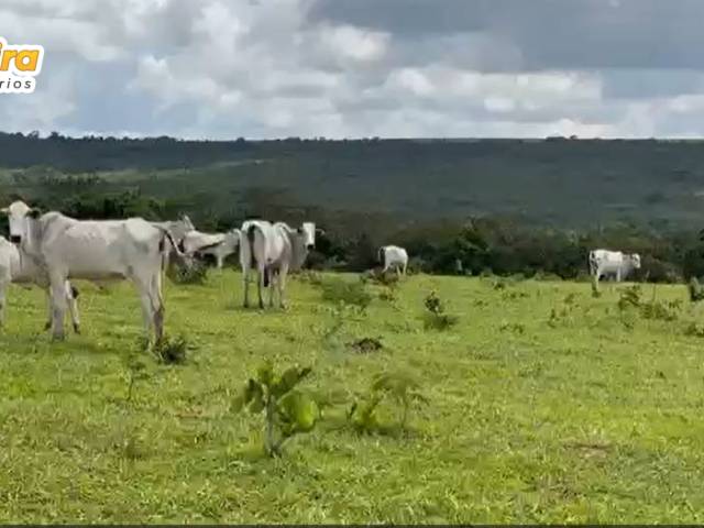 Fazenda para Venda em Mineiros - 5
