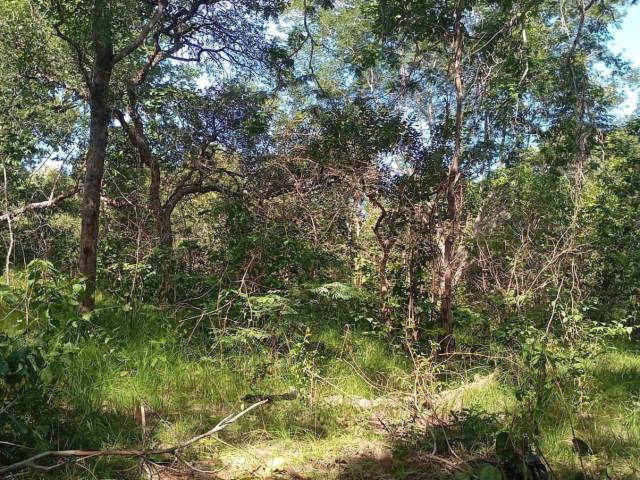 #3190 - Fazenda para Venda em Pastos Bons - MA - 1