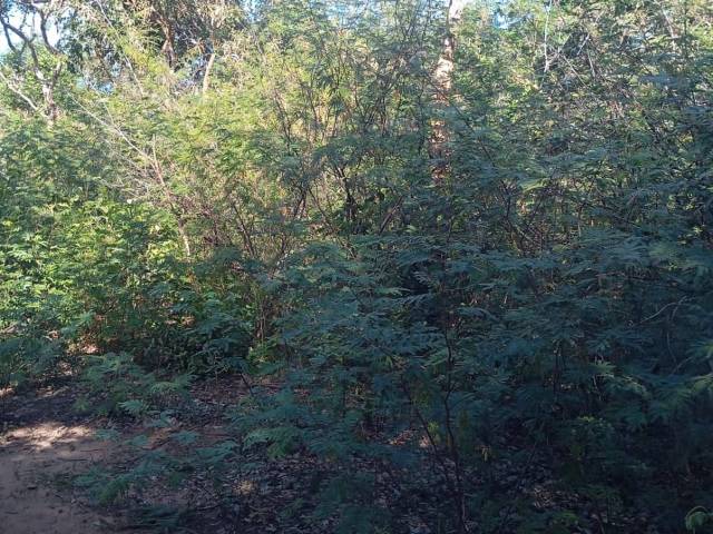 #3190 - Fazenda para Venda em Pastos Bons - MA - 2