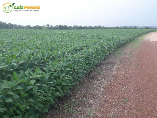 Fazenda para Venda em Palmeirante - 5