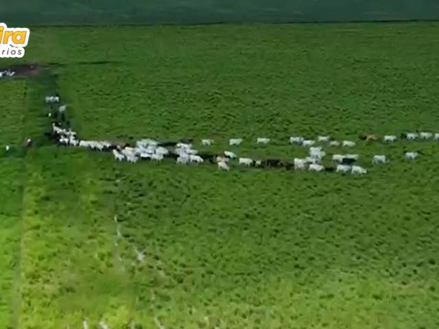 #3200 - Fazenda para Venda em Palmeirante - TO - 2