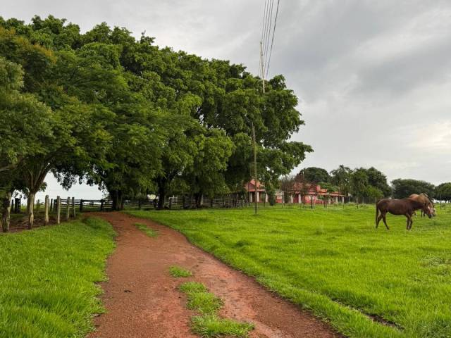 #3203 - Fazenda para Venda em Portel - PA - 2