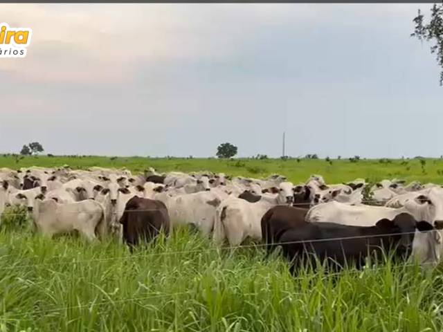 #2916 - Fazenda para Venda em Recursolândia - TO - 3