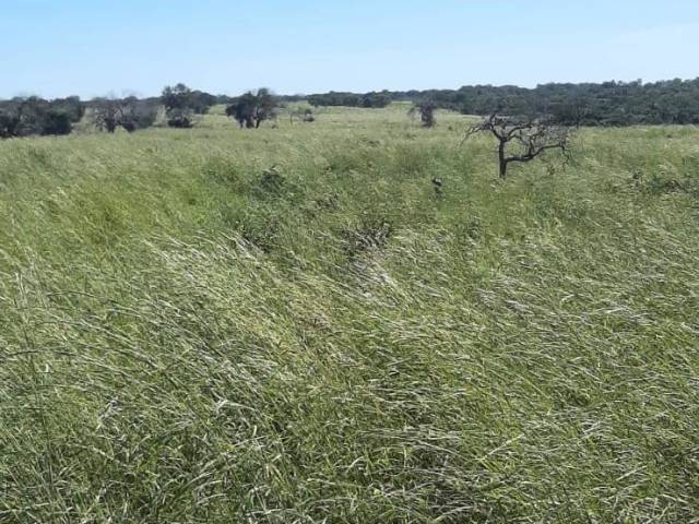 Fazenda para Venda em Dueré - 4