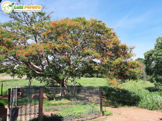 #3210 - Fazenda para Venda em Dueré - TO - 2