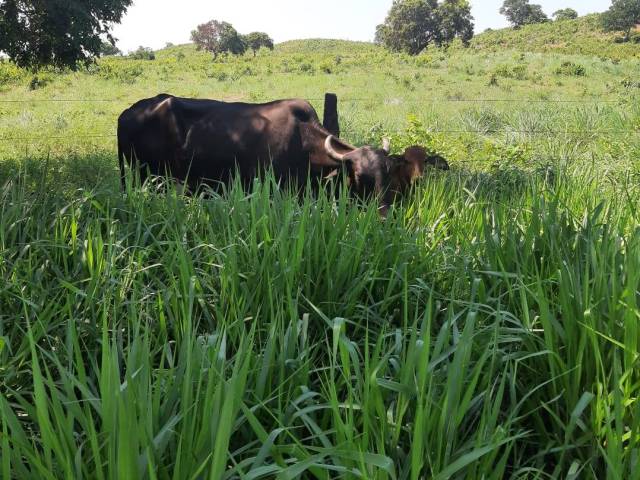 Fazenda para Venda em Dueré - 5
