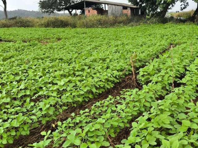 #3124 - Fazenda para Venda em Santa Maria do Tocantins - TO - 3