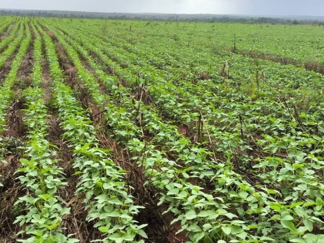 #3124 - Fazenda para Venda em Santa Maria do Tocantins - TO