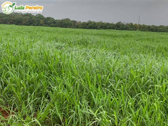 Fazenda para Venda em Conceição do Araguaia - 5