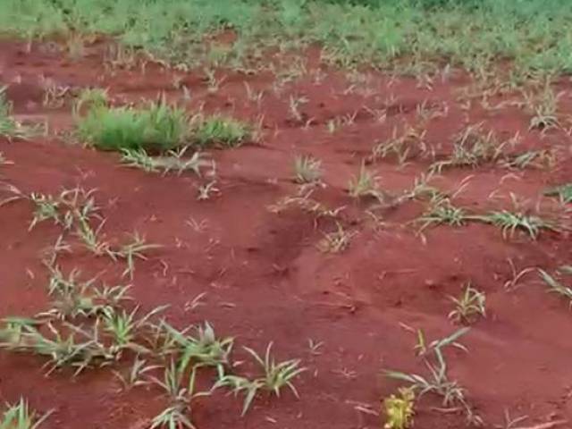 Fazenda para Venda em Xinguara - 5