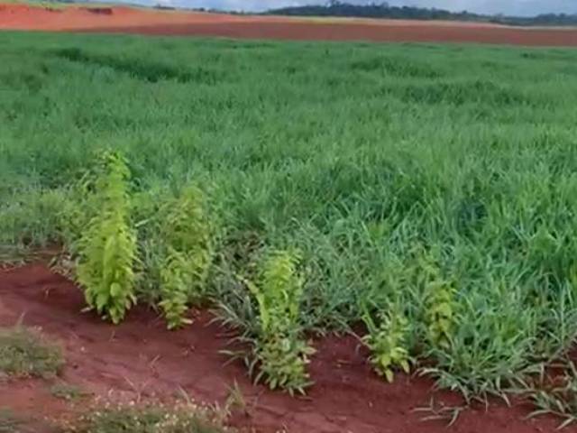 Fazenda para Venda em Xinguara - 4