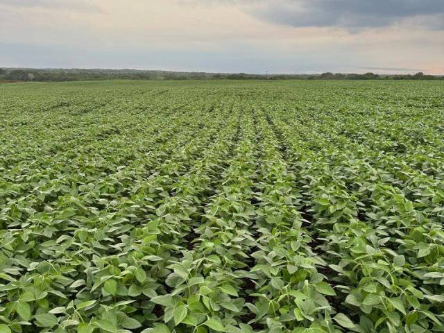 Fazenda para Venda em Palmeirante - 5