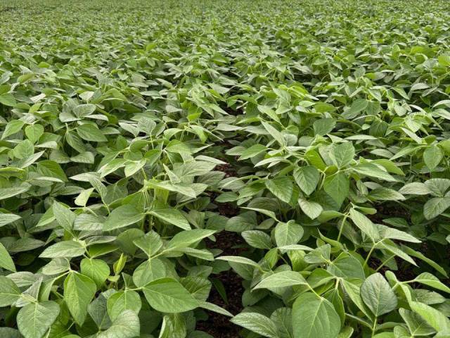 Fazenda para Venda em Palmeirante - 4