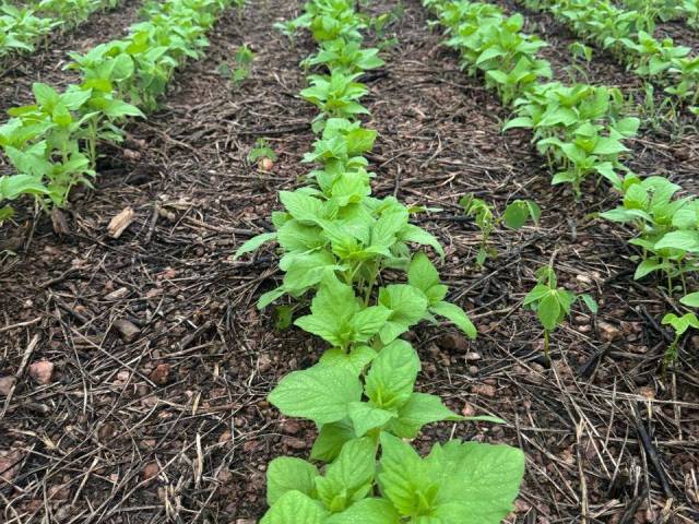 #3219 - Fazenda para Venda em Portel - PA - 3