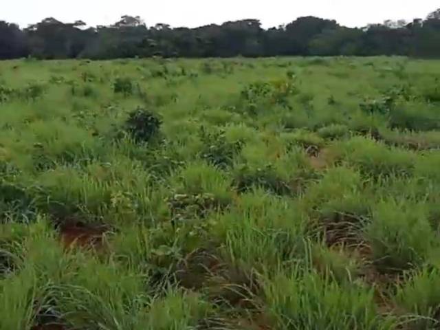 Fazenda para Venda em São Valério da Natividade - 4