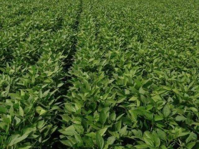 Fazenda para Venda em Piraquê - 5