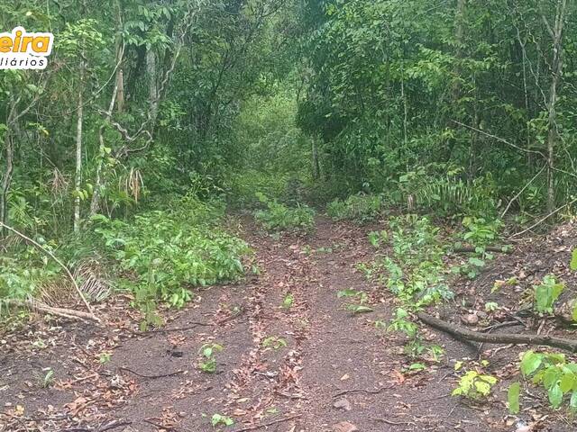 #3182 - Fazenda para Venda em Carolina - MA - 3
