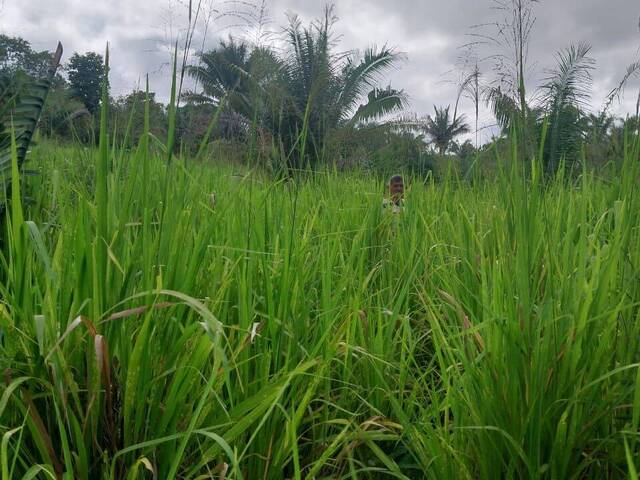 Fazenda para Venda em São Raimundo das Mangabeiras - 5