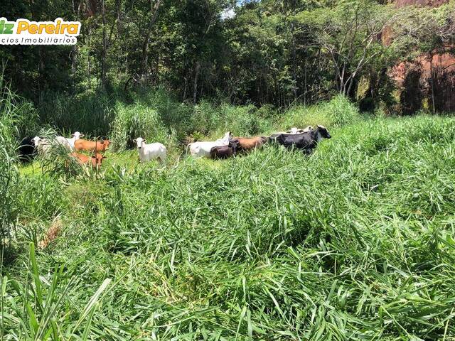 Fazenda para Venda em Santa Maria do Tocantins - 4