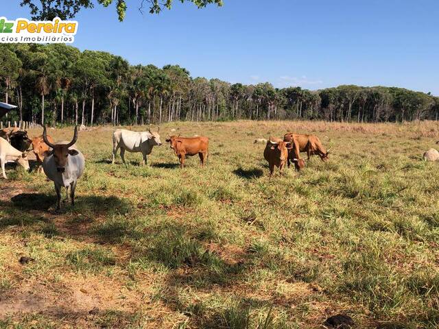 Fazenda para Venda em Santa Maria do Tocantins - 5