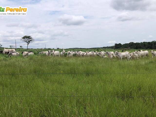#3250 - Fazenda para Venda em Santa Maria do Tocantins - TO - 3