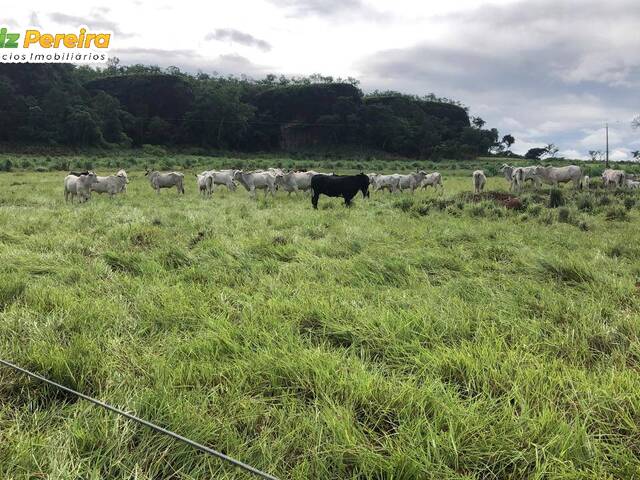 #3250 - Fazenda para Venda em Santa Maria do Tocantins - TO - 2