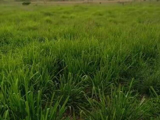 #3252 - Fazenda para Venda em Portel - PA - 2