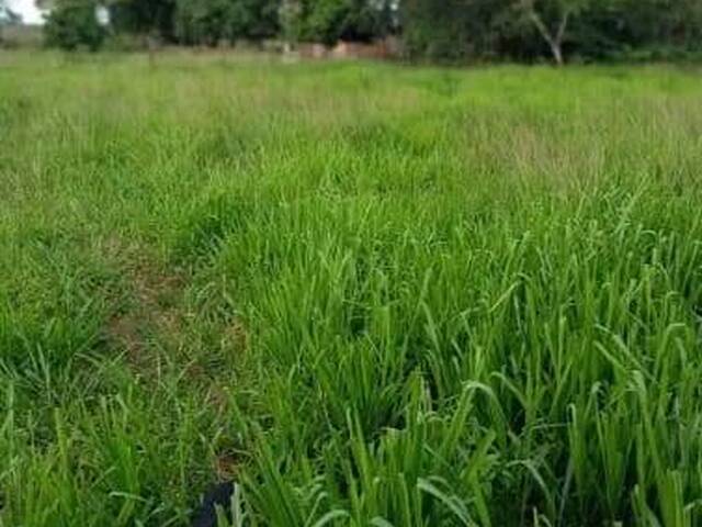 #3252 - Fazenda para Venda em Portel - PA - 3