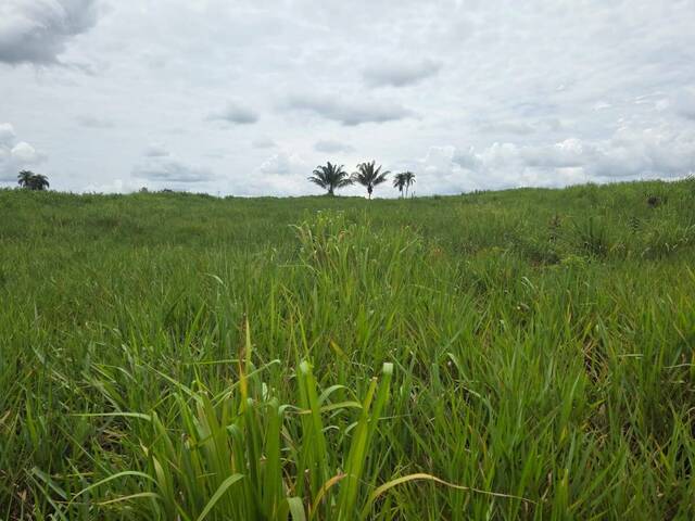 #3253 - Fazenda para Venda em Pimenta Bueno - RO - 2