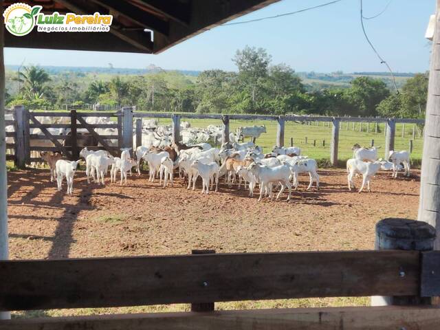 Fazenda para Venda em Pimenta Bueno - 1