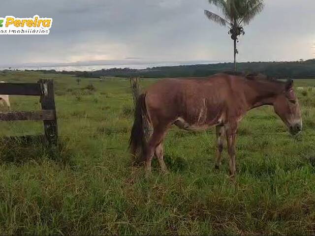Fazenda para Venda em Pimenta Bueno - 4