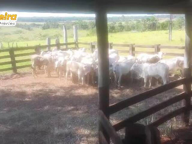 #3254 - Chácara para Venda em Chupinguaia - RO - 3