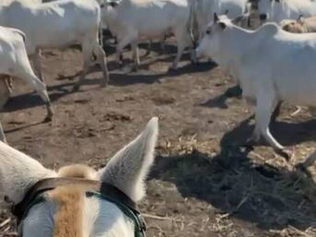Fazenda para Venda em Miranda - 5