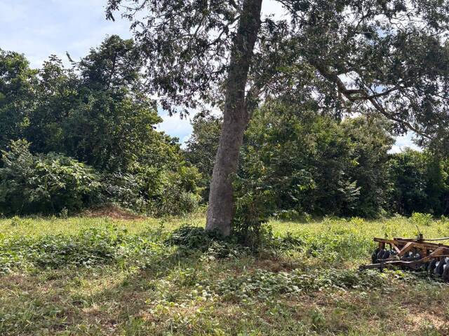 Fazenda para Venda em Pedro Gomes - 3