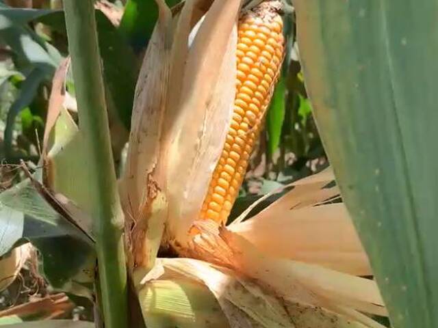 Fazenda para Venda em Buriticupu - 4