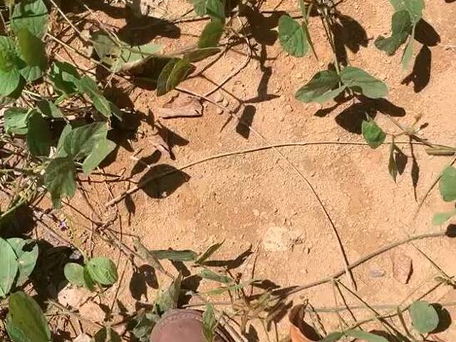 Fazenda para Venda em Buriticupu - 5