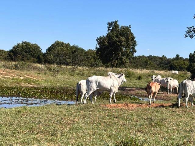 Fazenda para Venda em Coxim - 2