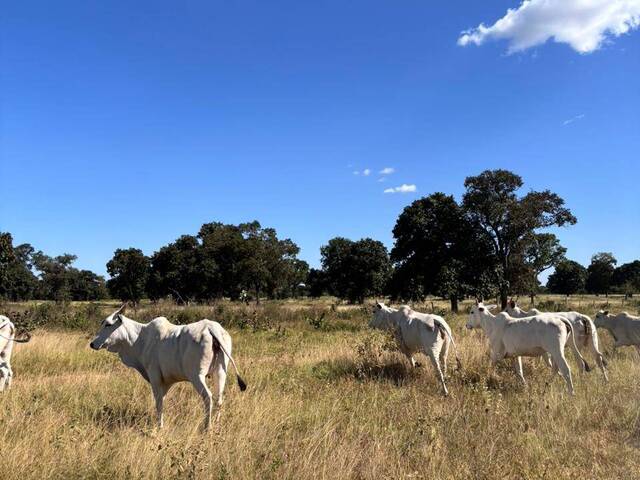 Fazenda para Venda em Coxim - 3