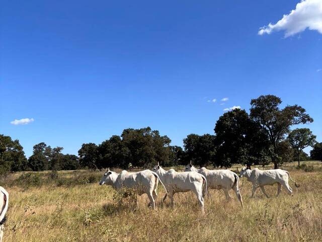 Fazenda para Venda em Coxim - 4