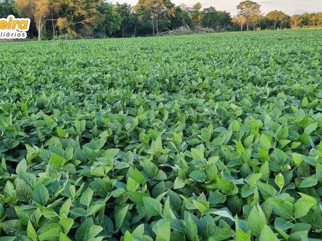 Fazenda para Venda em Pedro Gomes - 2